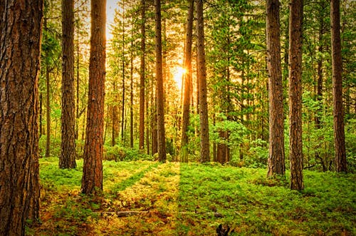 Forest Image