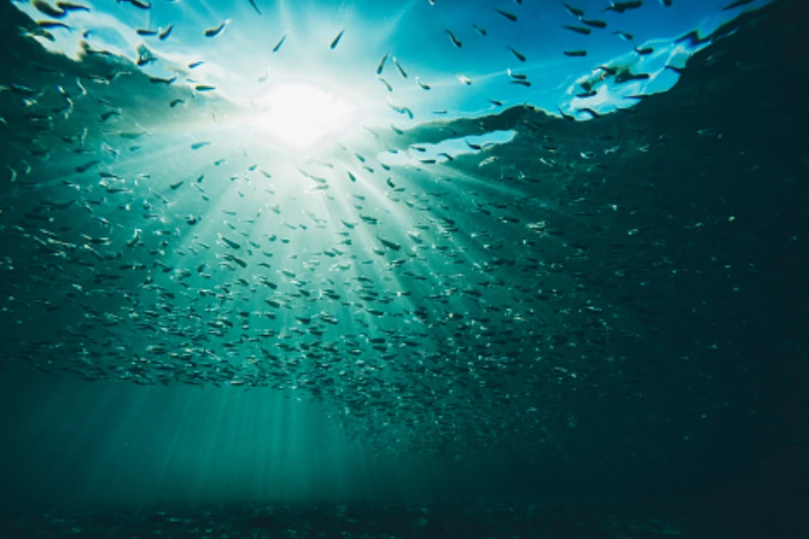 Ocean Image